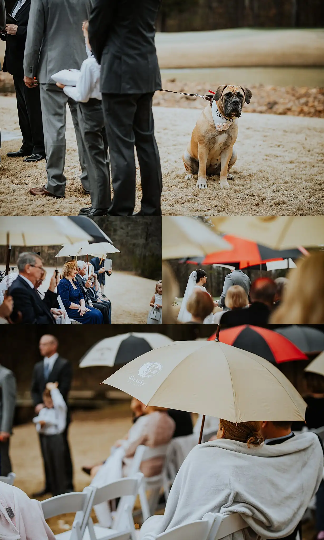 Barnesly Gardens Wedding Top Atlanta Photographers Wedding Ceremony: the dog waiting, and guests keeping dry, in a set, at their wedding at Barnsley Gardens in Adairsville, GA