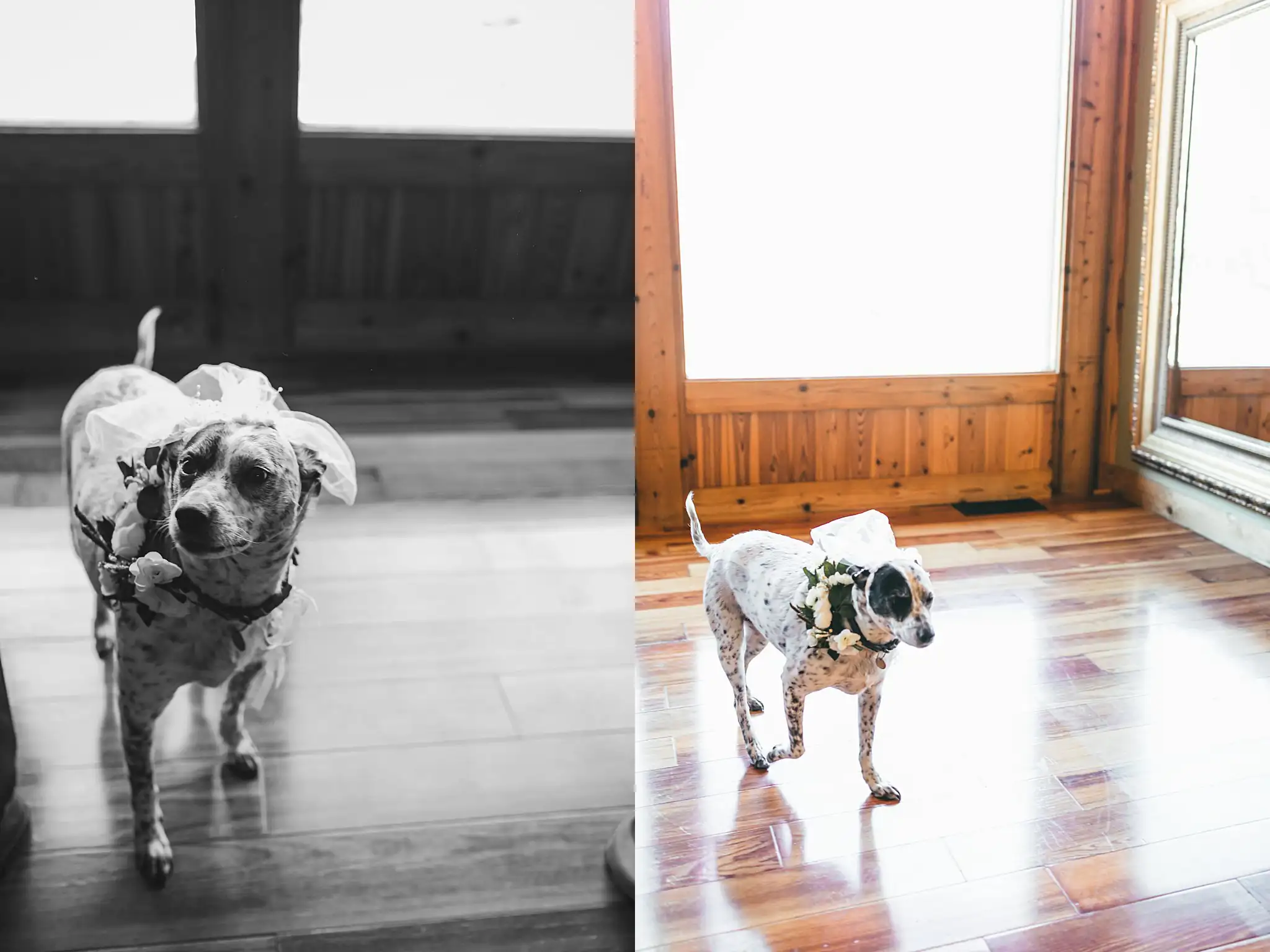 AtlantaWeddingPhotographers_1421.jpg Getting Ready: the dog in his bow tie, in black and white, before their wedding at Three Birches in Alpharetta, GA