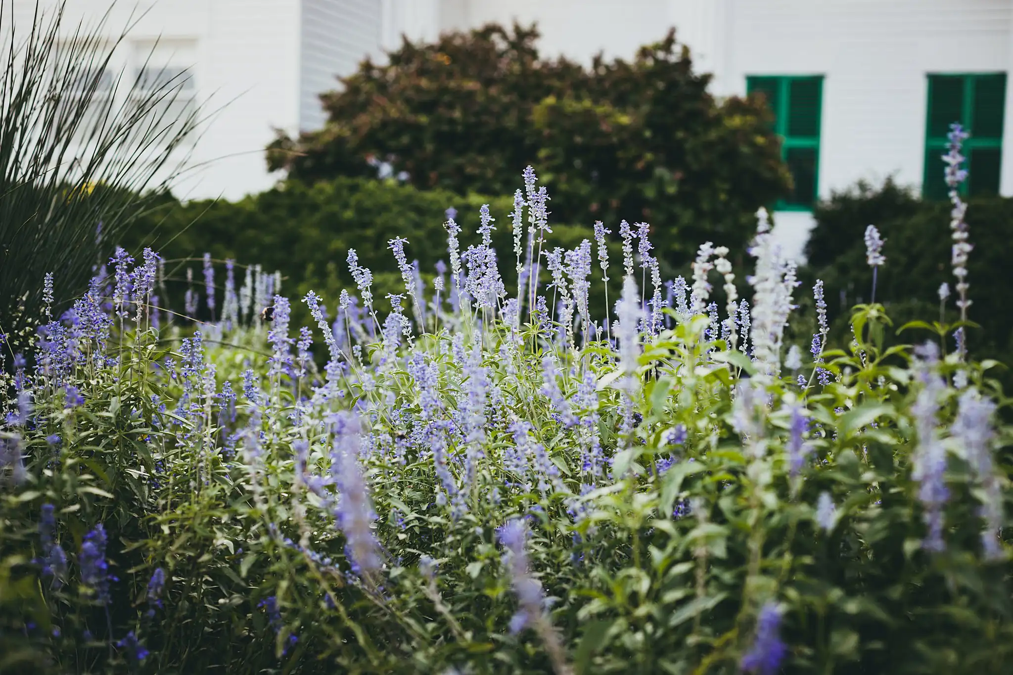 AtlantaWeddingPhotographers_1547.jpg Wedding Florals: purple salvia flowering in the garden beds, at a tiny wedding at Barrington Hall in Roswell, GA