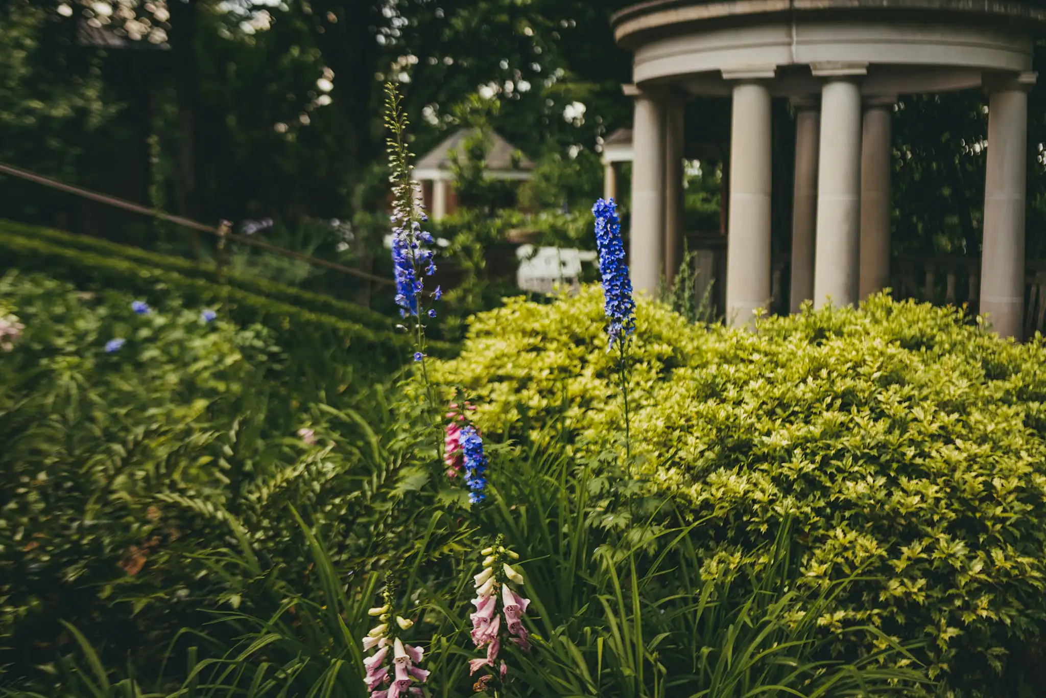 Wedding Ceremony: foxgloves and delphiniums before the pavilion, at a wedding at the Atlanta Botanical Garden in Atlanta, GA