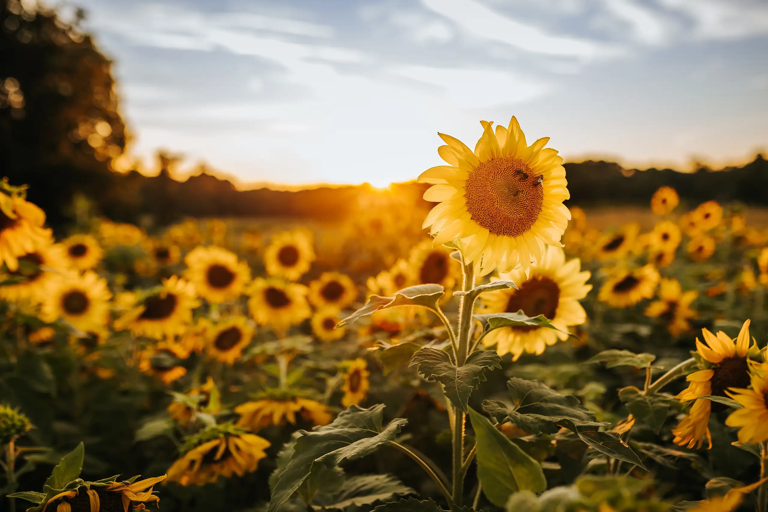Engagement Portraits: a single sunflower against the evening sky, during their engagement session at Prospect Farms in Lawrenceville, GA