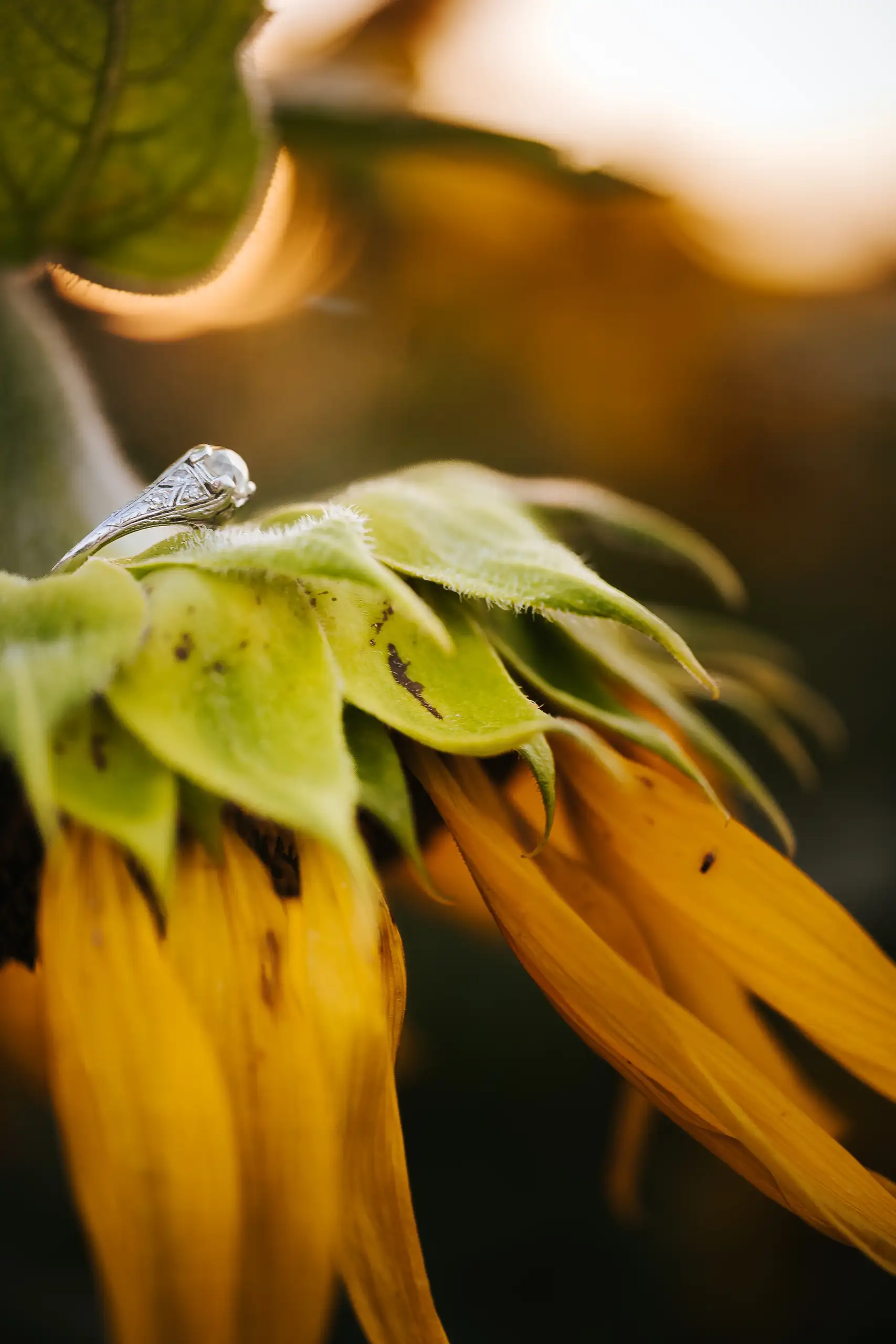 Engagement Portraits: the ring balanced on a sunflower petal, during their engagement session at Prospect Farms in Lawrenceville, GA