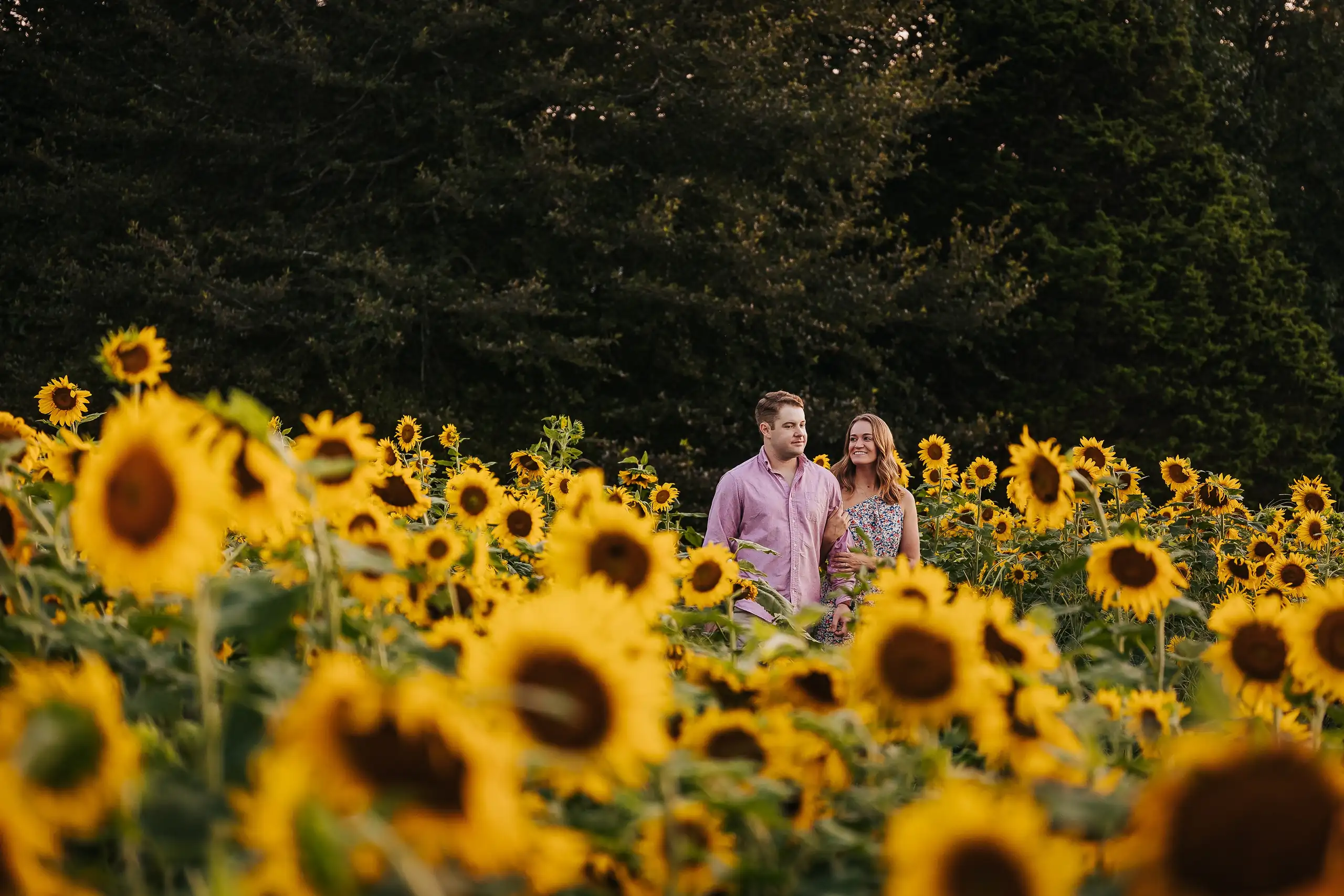 Engagement Portraits: the couple far off among the sunflower heads, during their engagement session at Prospect Farms in Lawrenceville, GA