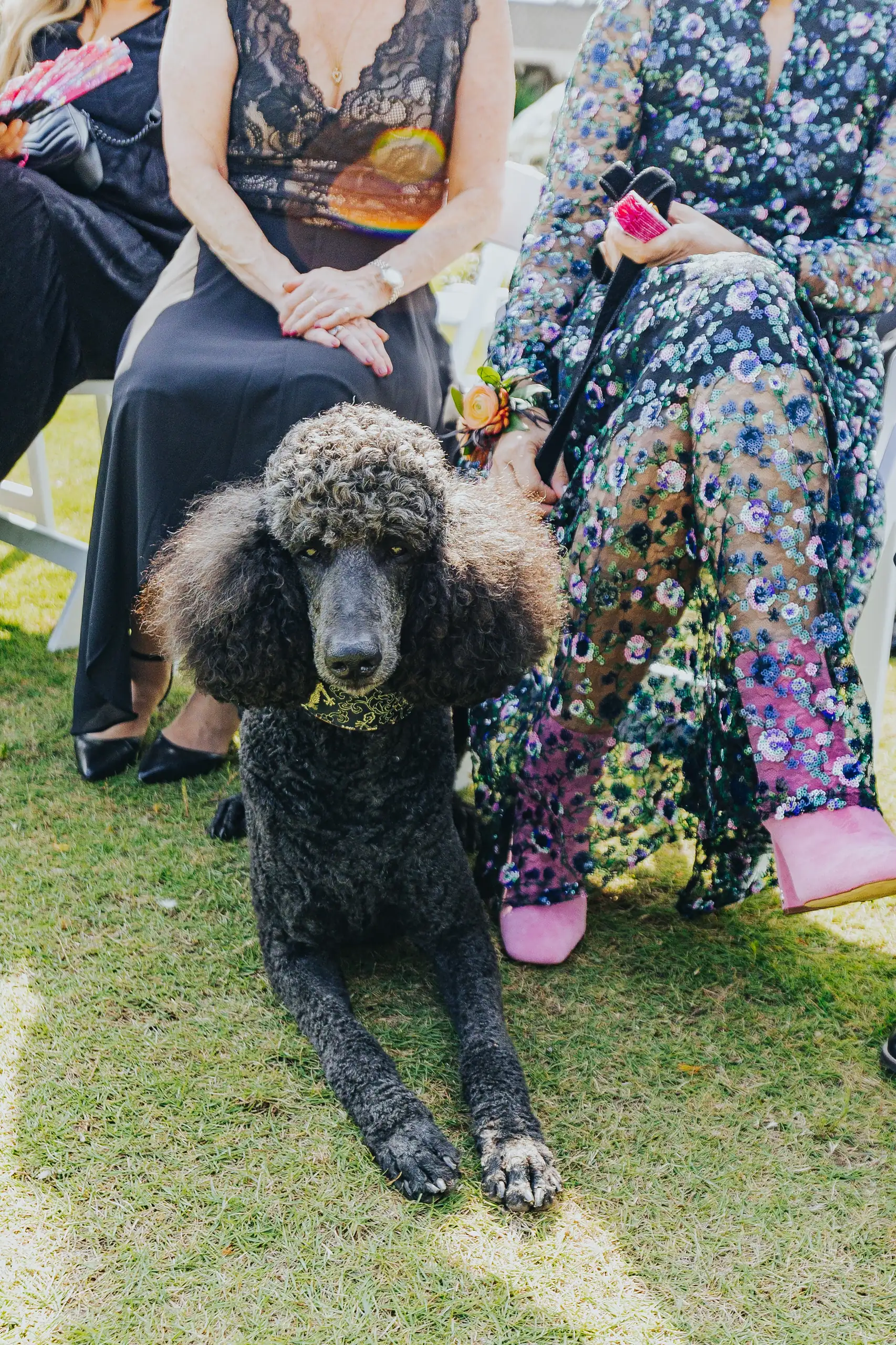Wedding Ceremony: a guest’s poodle sitting among the chairs, at a wedding at Callaway Gardens in Pine Mountain, GA