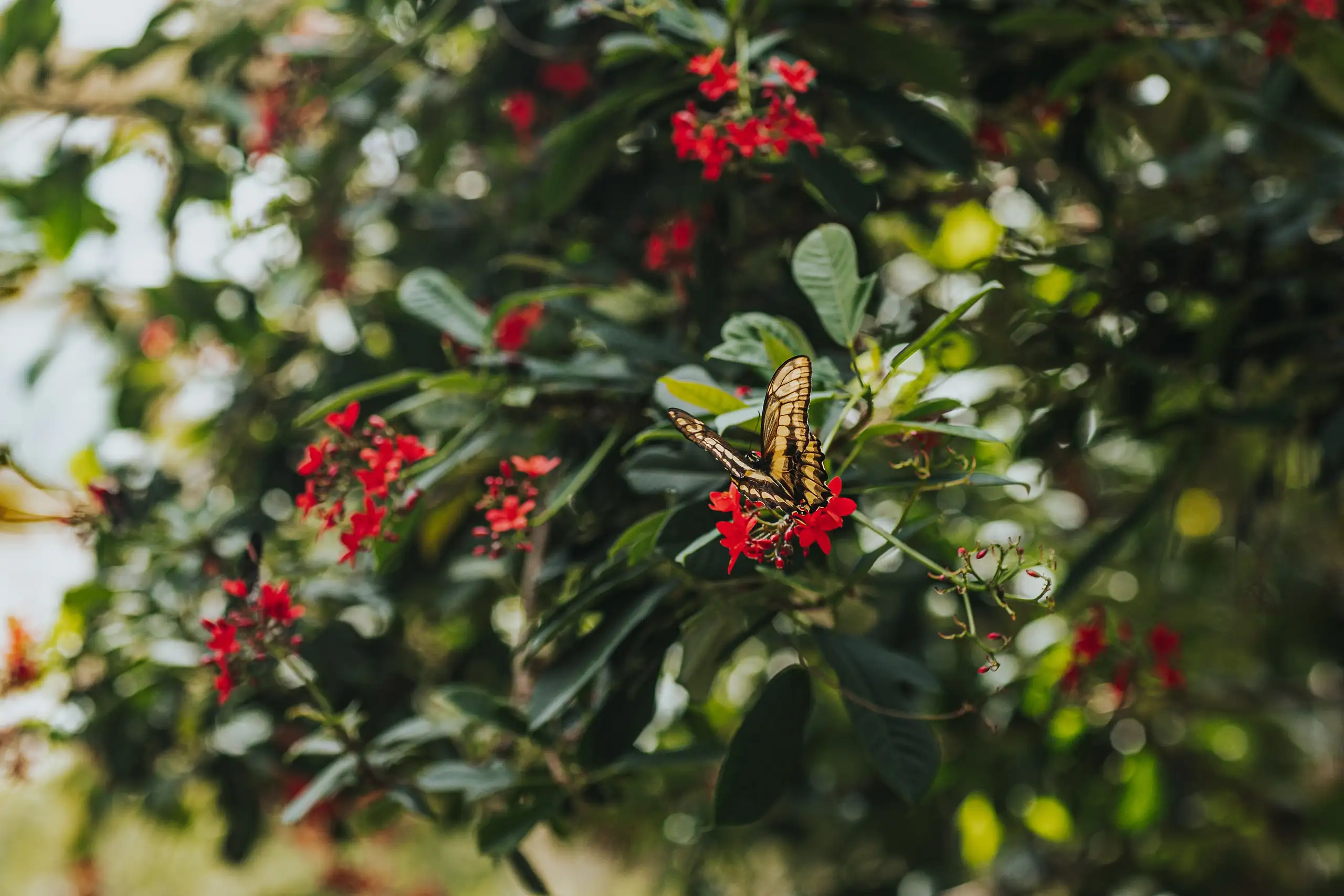 Wedding Florals: a butterfly on the red blossom in the garden, at a wedding at Callaway Gardens in Pine Mountain, GA