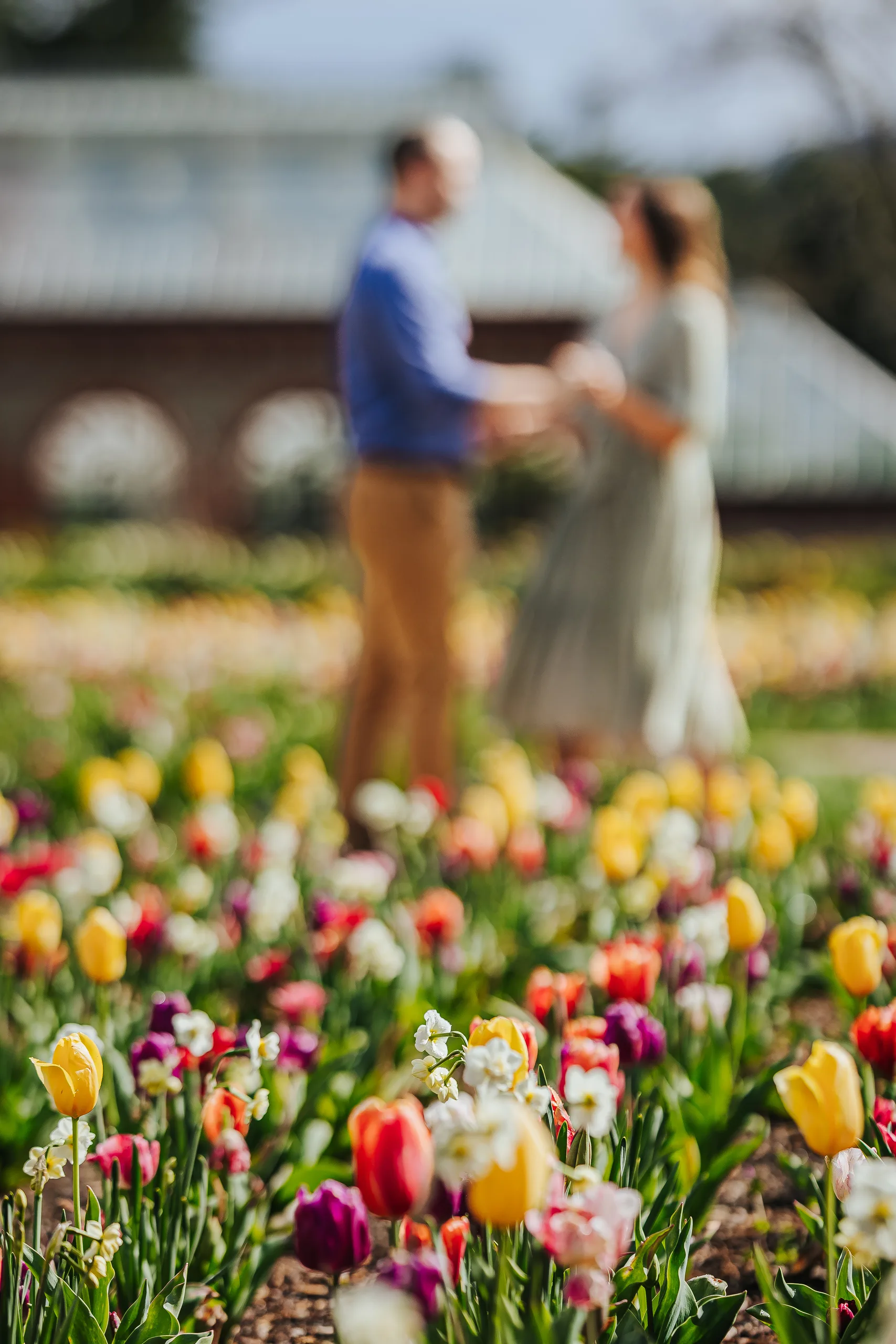 Walled Garden: tulips in front with the two of them holding hands out of focus, at their engagement session at Biltmore Estate in Asheville, NC