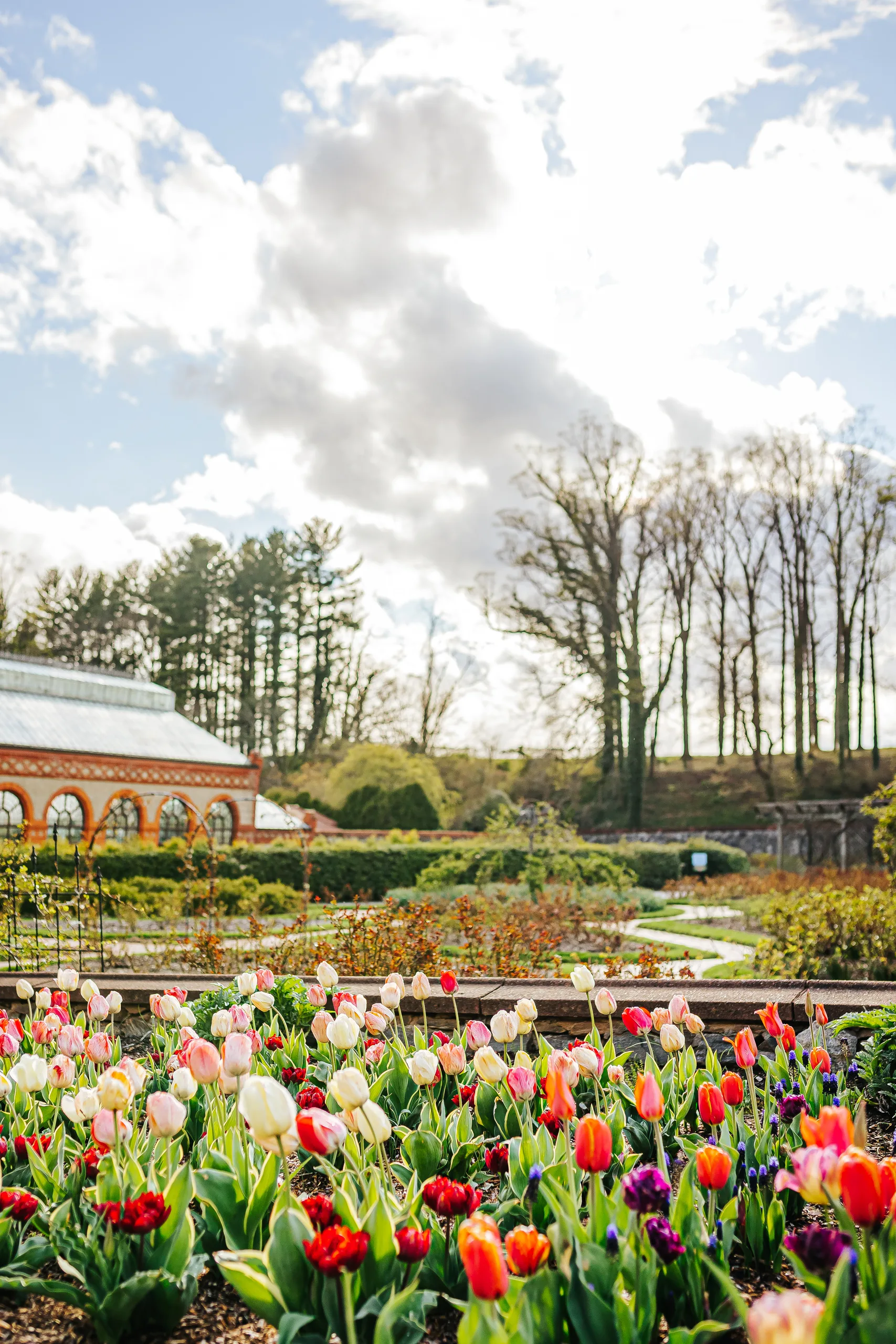 Walled Garden: the tulip beds and the Conservatory under a big sky, at their engagement session at Biltmore Estate in Asheville, NC
