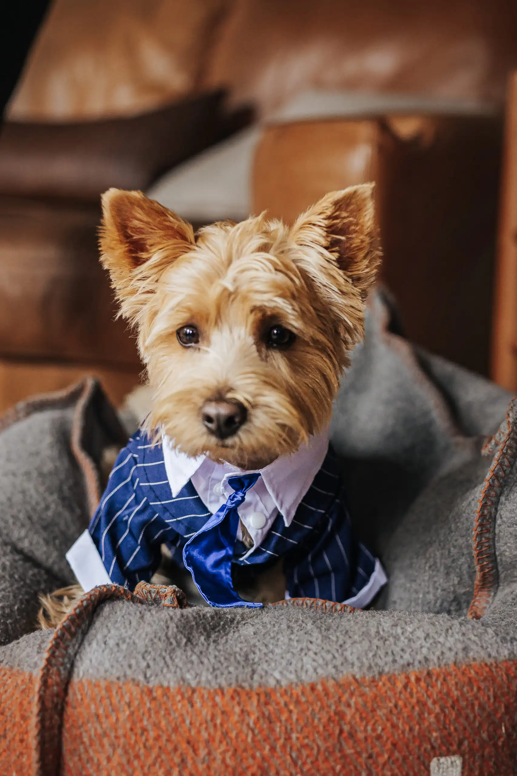Getting Ready: their terrier in his pinstripe suit and tie, before their wedding at the Goat Farm in Atlanta, GA